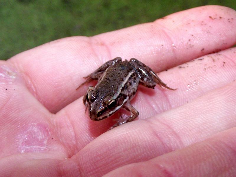 Pelophylax ridibundus