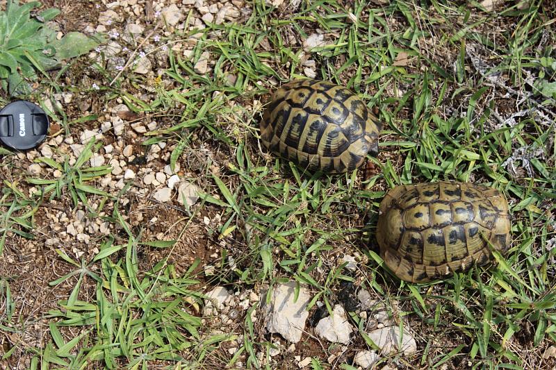 Testudo hermanni