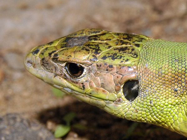 Lacerta viridis