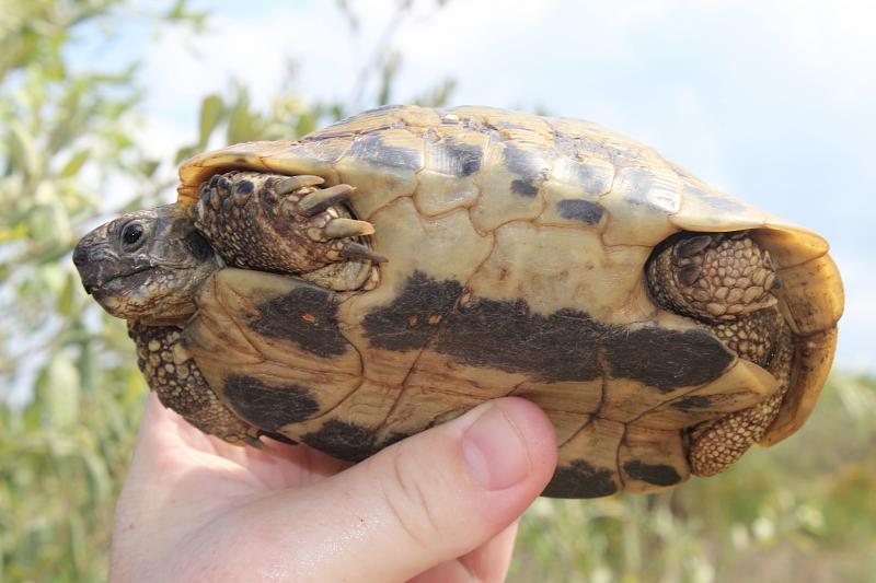 Testudo hermanni