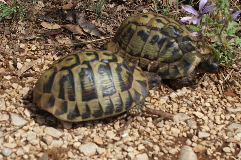 Testudo hermanni