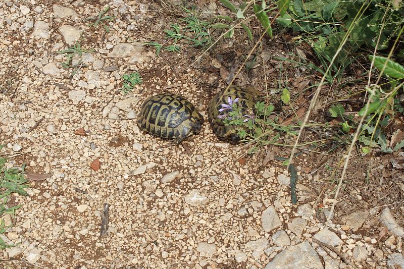 Testudo hermanni