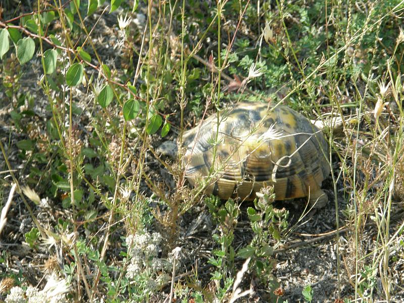 Testudo graeca