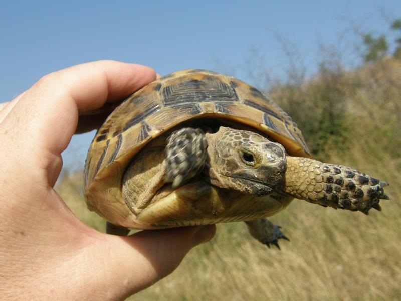 Testudo graeca Testudo graeca