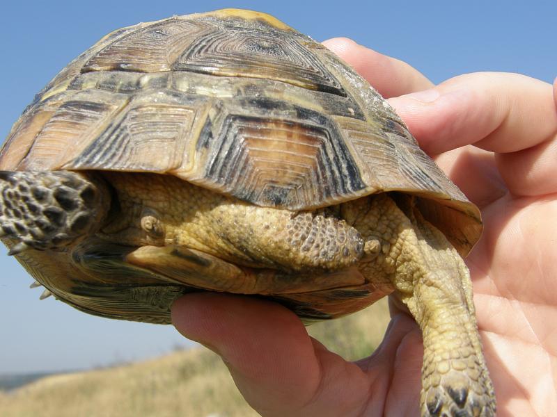 Testudo graeca