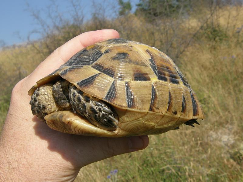 Testudo graeca