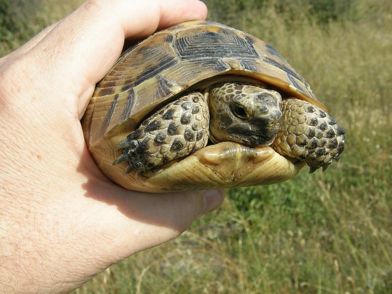 Testudo graeca