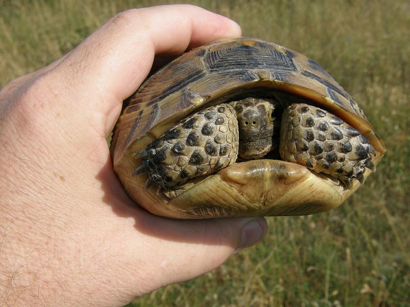 Testudo graeca