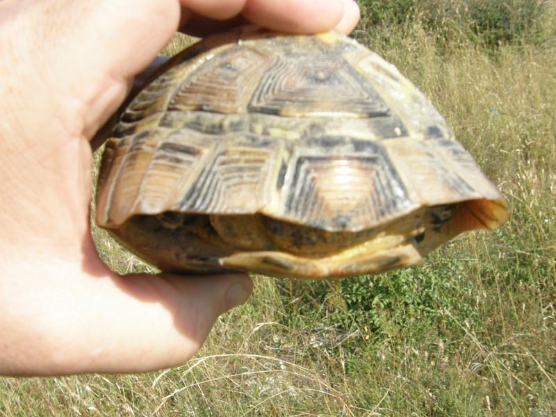 Testudo graeca