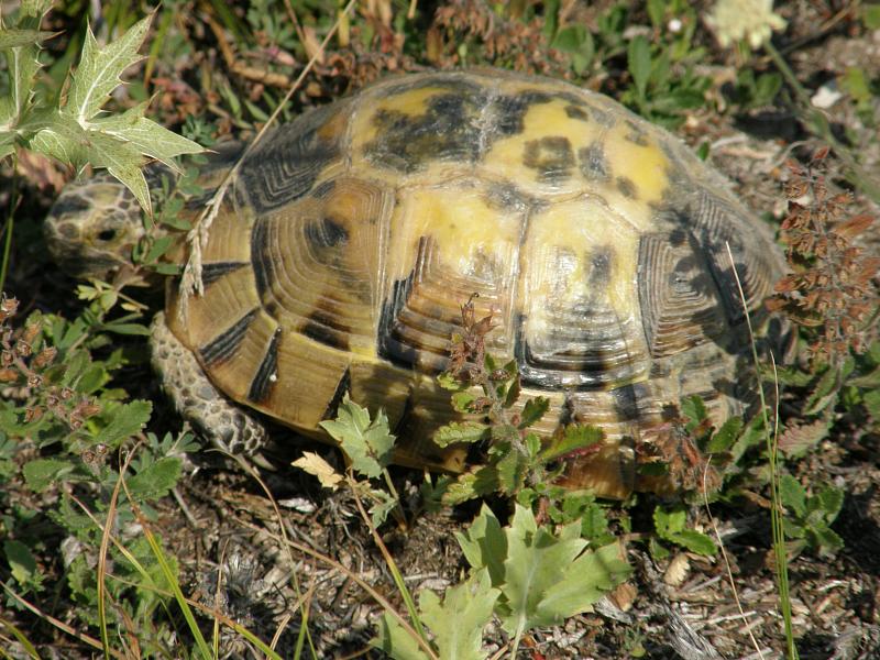 Testudo graeca