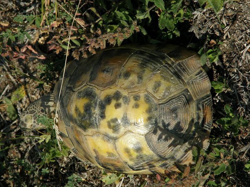 Testudo graeca