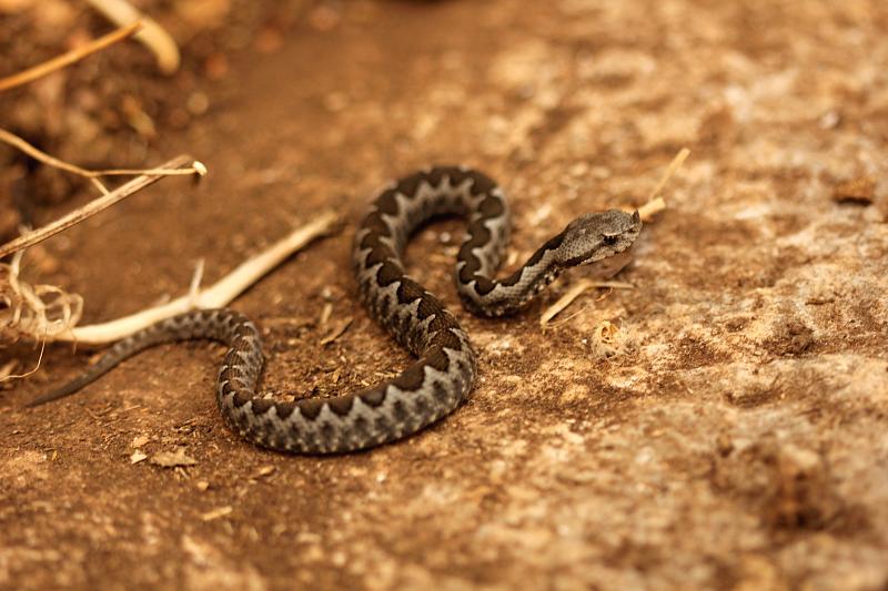 Vipera ammodytes