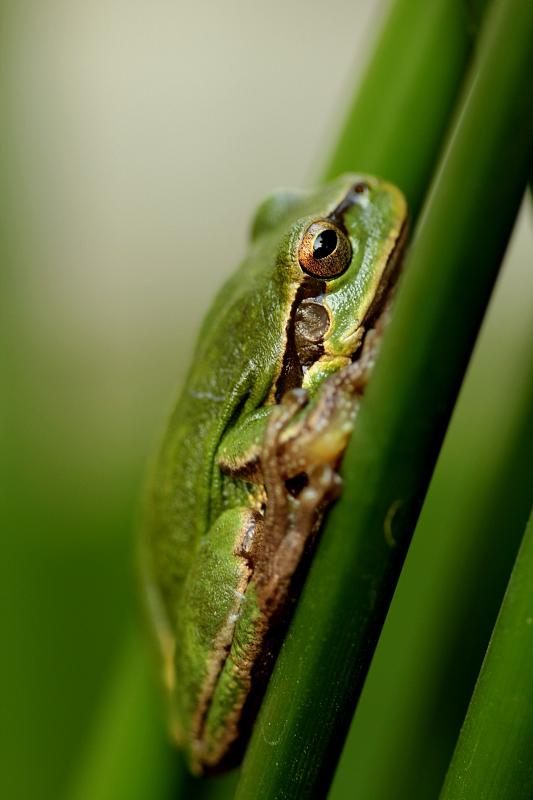 Hyla arborea