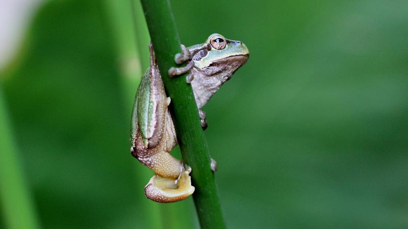 Hyla arborea