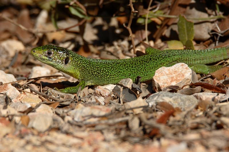 Lacerta viridis