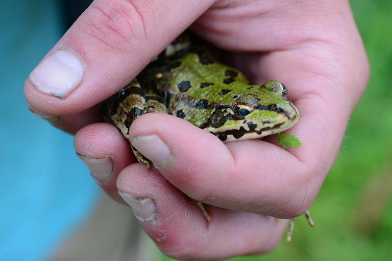 Pelophylax ridibundus