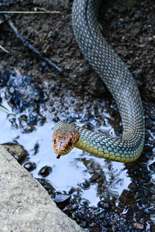 Dolichophis caspius