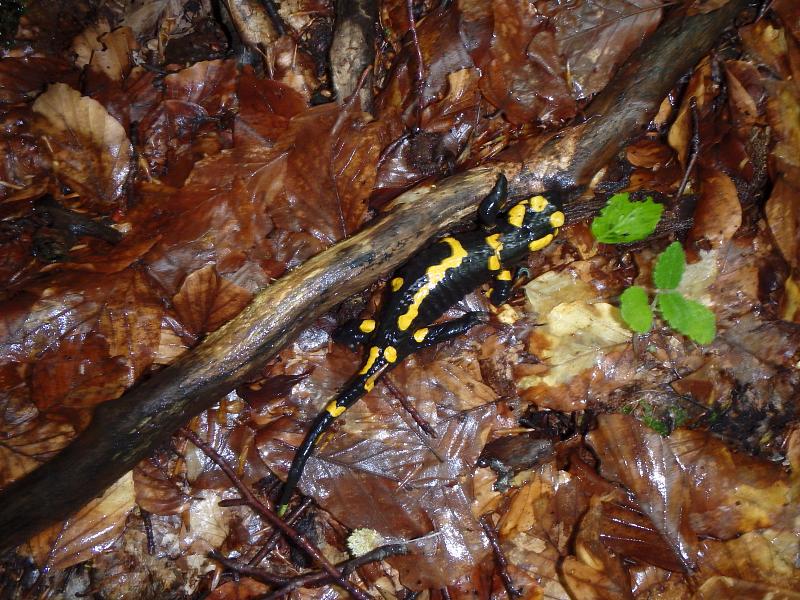 Salamandra salamandra