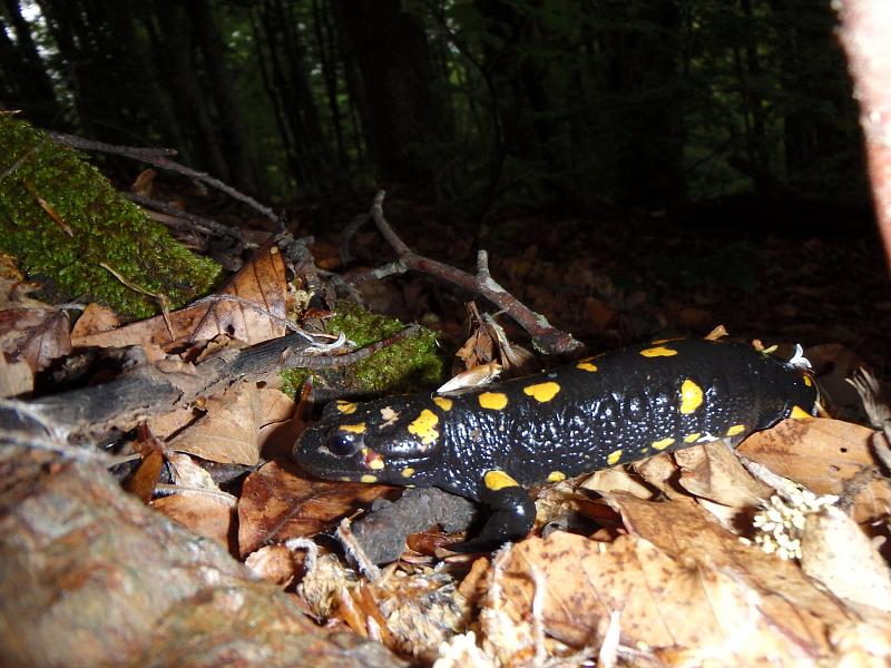 Salamandra salamandra