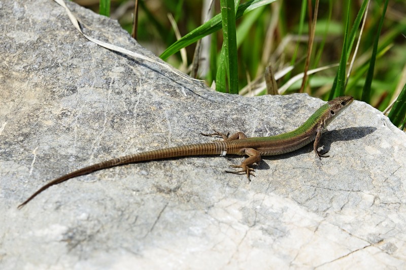 Podarcis melisellensis