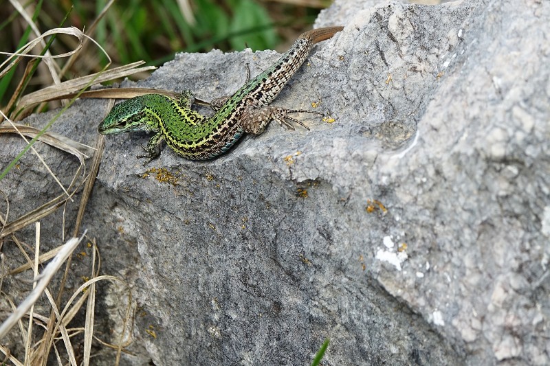 Podarcis melisellensis