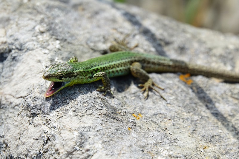 Podarcis melisellensis