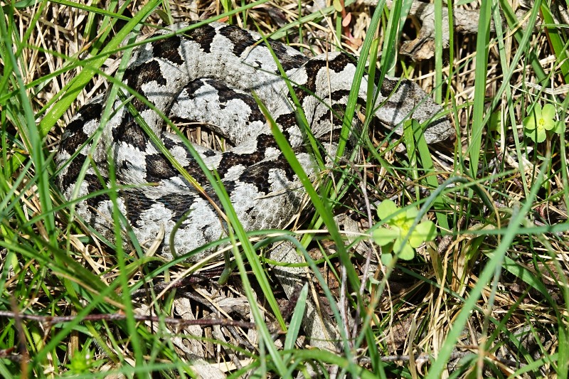 Vipera ammodytes