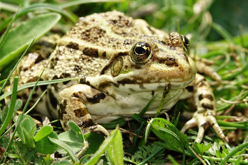 Pelophylax ridibundus