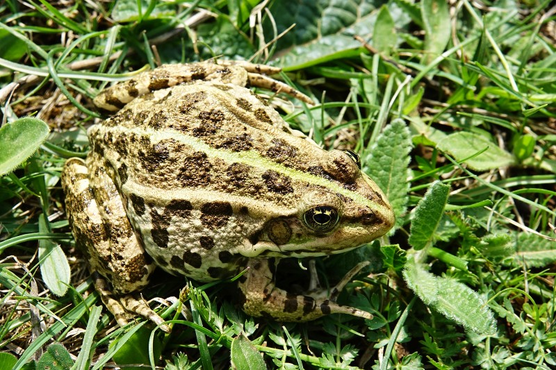 Pelophylax ridibundus