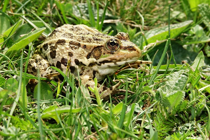 Pelophylax ridibundus