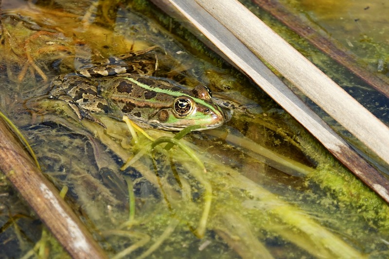 Pelophylax ridibundus