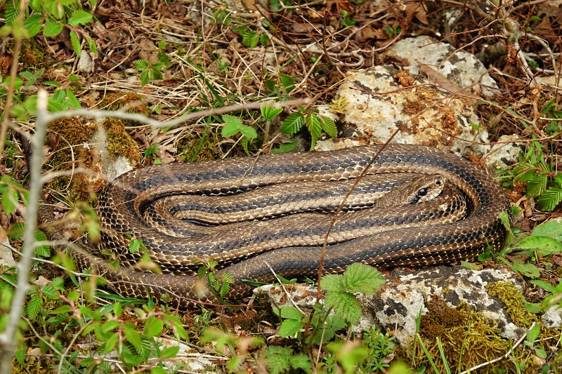 Elaphe quatuorlineata