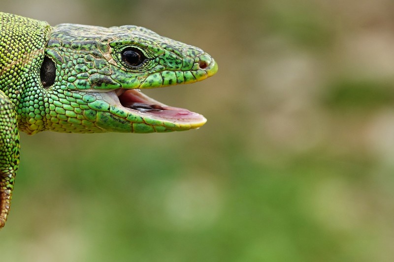 Lacerta trilineata