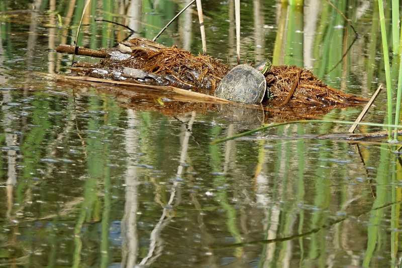 Trachemys scripta