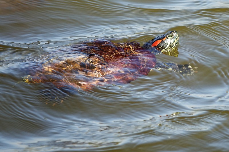 Trachemys scripta