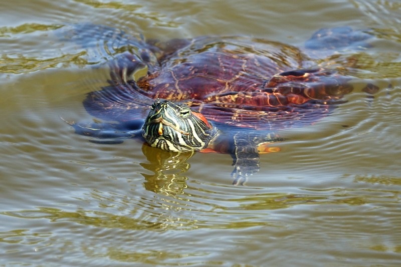 Trachemys scripta