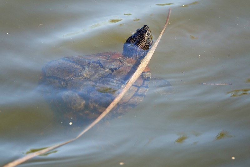 Trachemys scripta