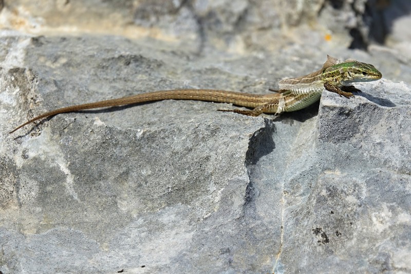 Podarcis melisellensis