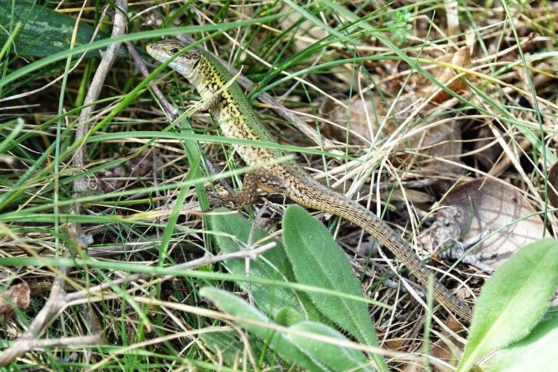 Podarcis melisellensis