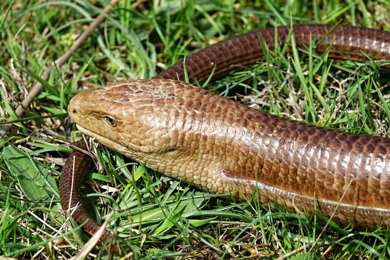 Pseudopus apodus