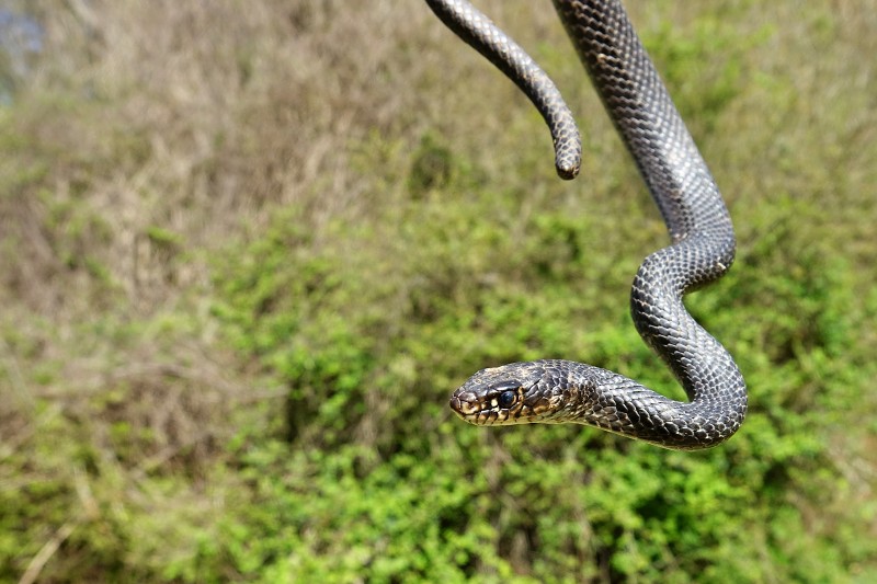 Hierophis gemonensis