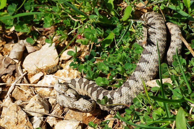 Vipera ammodytes