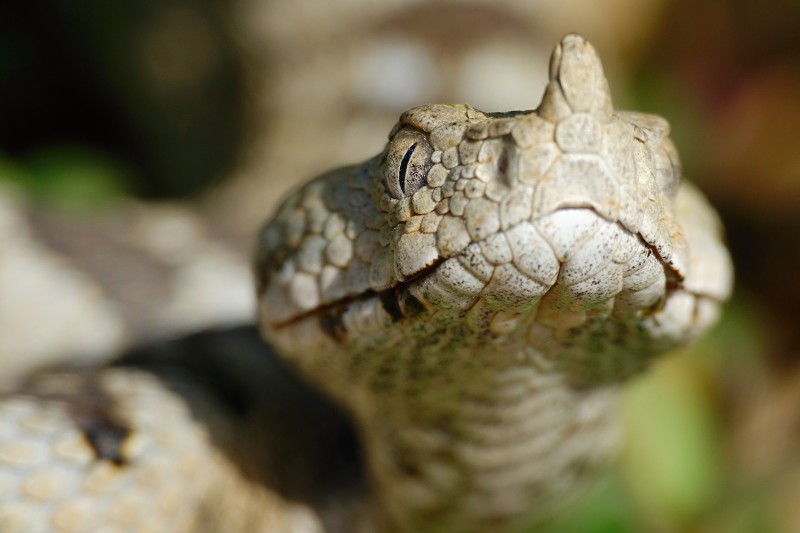 Vipera ammodytes