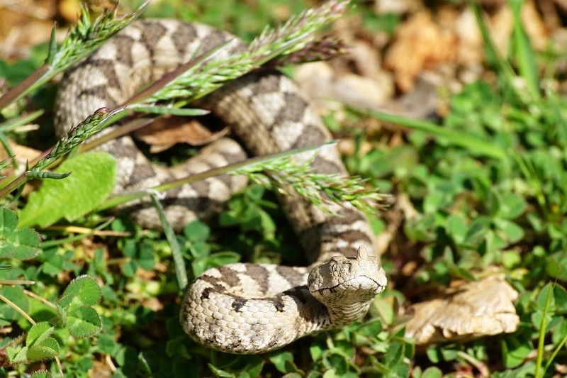 Vipera ammodytes