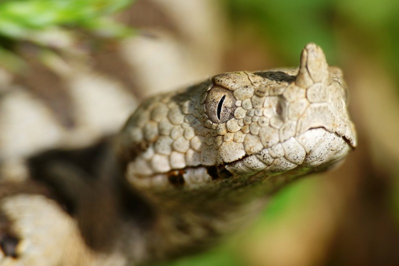 Vipera ammodytes