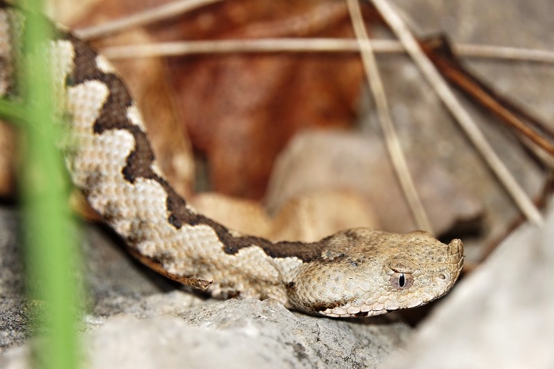 Vipera ammodytes