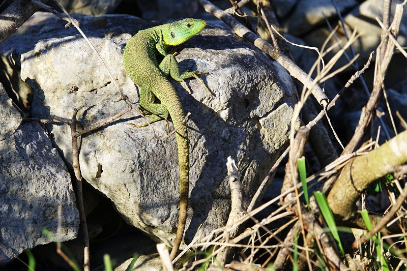 Lacerta trilineata