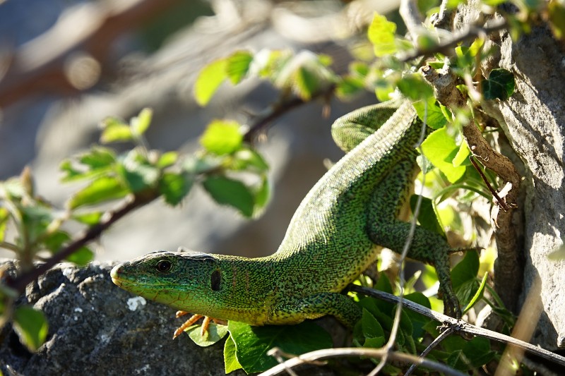 Lacerta trilineata