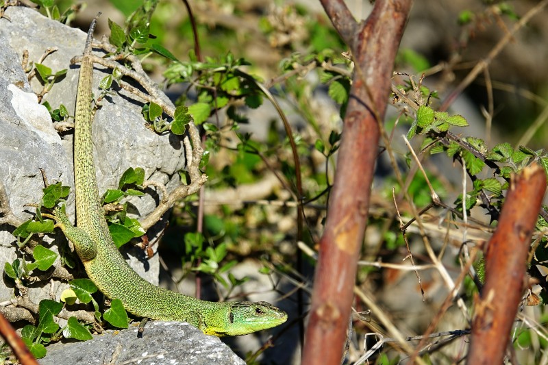 Lacerta trilineata