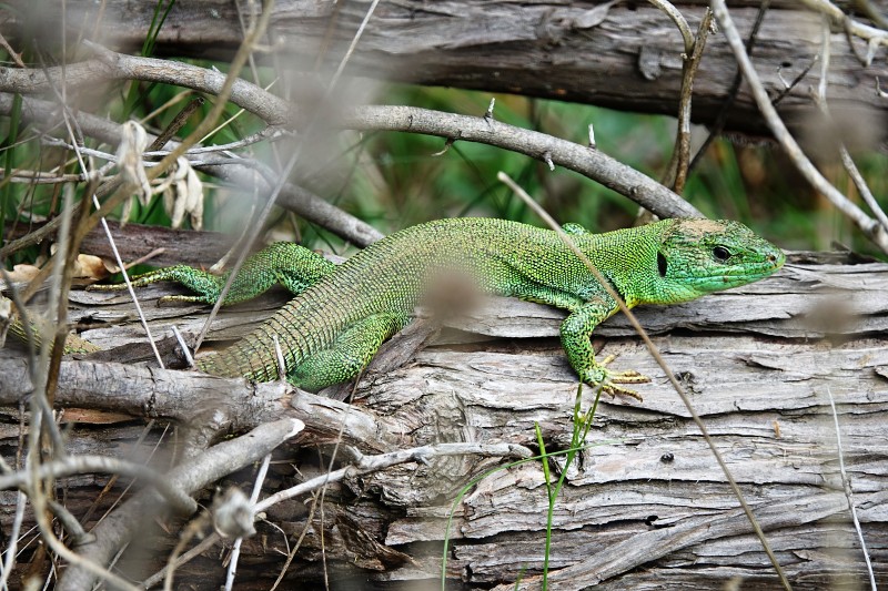 Lacerta trilineata